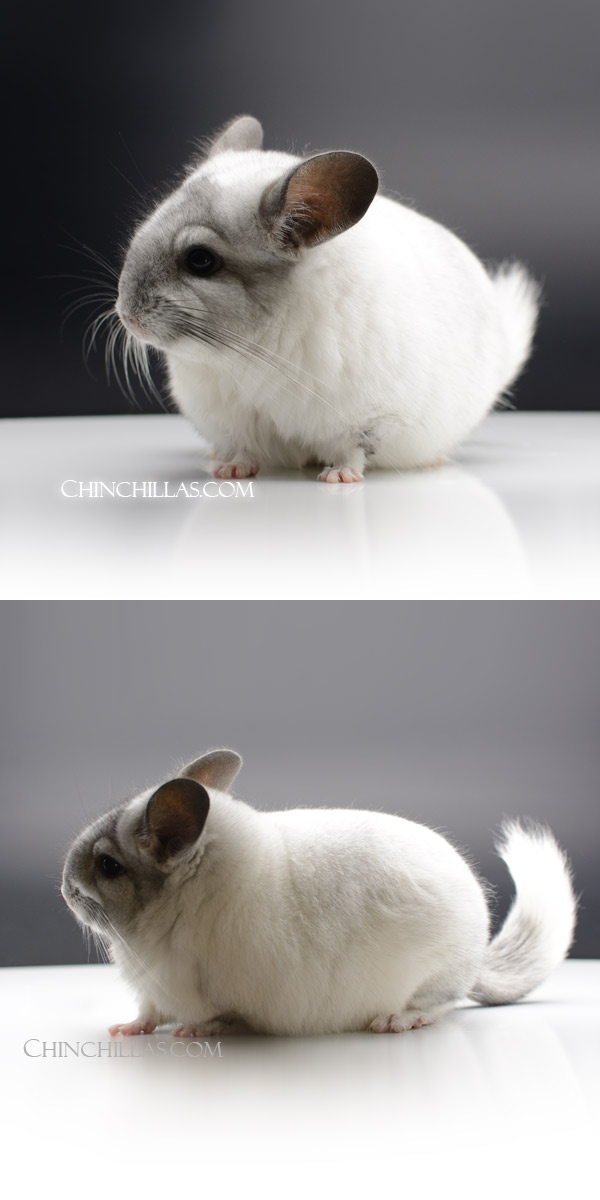 Chinchilla or related item offered for sale or export on Chinchillas.com - 000049 Extra Large Blocky Ebony & White Mosaic ( RPA & Violet Carrier ) Female Chinchilla