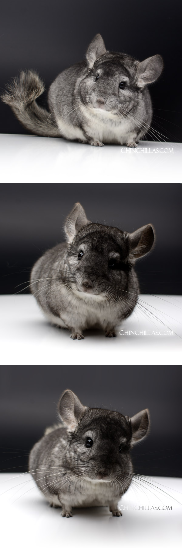 Chinchilla or related item offered for sale or export on Chinchillas.com - 000053 Standard ( Royal Persian Angora Carrier ) Male Chinchilla