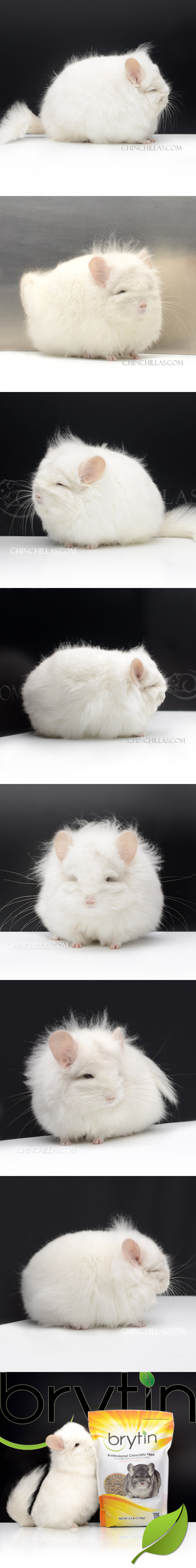 Chinchilla or related item offered for sale or export on Chinchillas.com - 21172 Extra Large Exceptional Pink White (violet carrier) G3 Royal Persian Angora Female Chinchilla