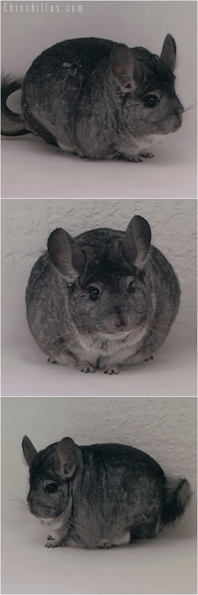 5199 Extra Extra Large Show Quality Standard Male Chinchilla