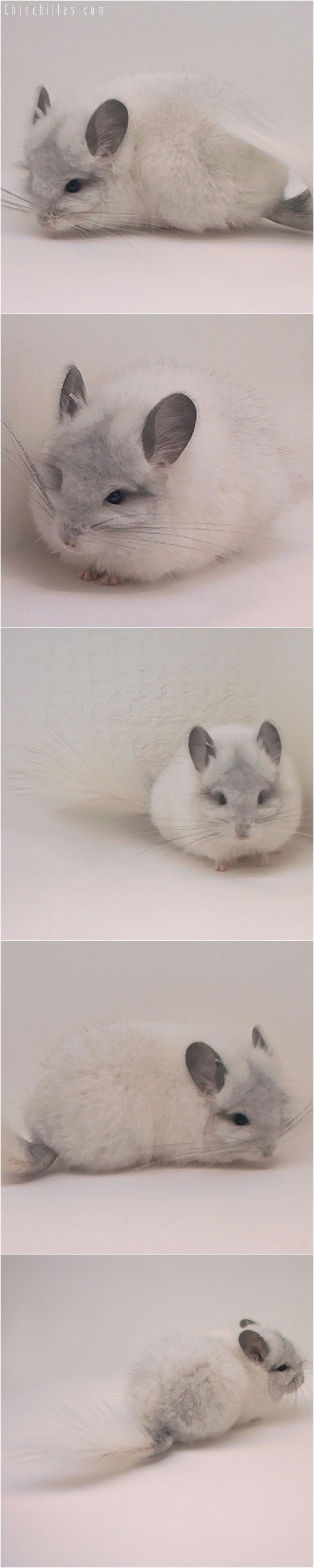 5050 White Mosaic Royal Persian Angora Male Chinchilla