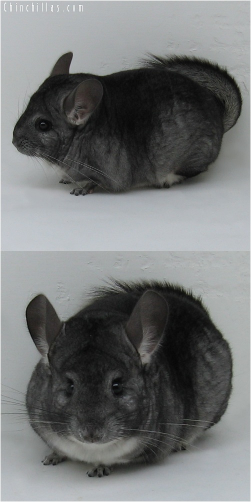 7069 Show Quality Standard ( Violet Carrier ) Female Chinchilla