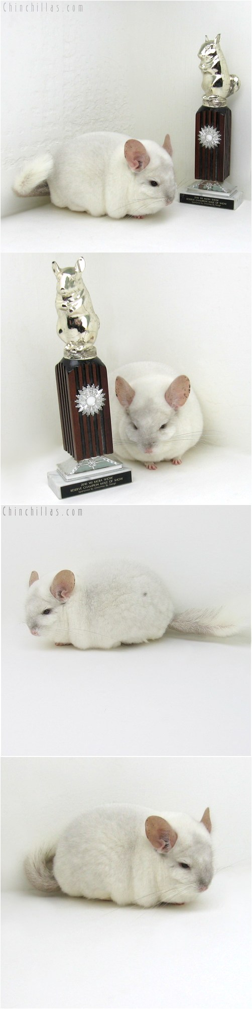 10076 Extra Extra Large Herd Improvement Quality Pink White Male Chinchilla