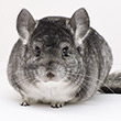 Chinchillas.com Chinchilla Auction, Ritterspach bred Chinchillas for Sale